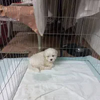 سگ مالتی کراس ۳ ماهه