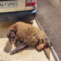 کله پاچه و سیرابی