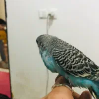 مرغ عشق|پرنده|پیرانشهر, |دیوار