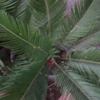 سیکاس|گل و گیاه طبیعی|رشت, پسیخان|دیوار