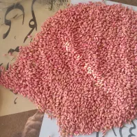 بذرگندم ایوان اصلاح شده