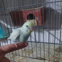 جوجه مرغ عشق