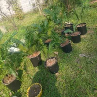 سیکاس|گل و گیاه طبیعی|خمام, |دیوار