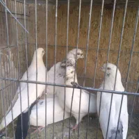 سلام پنج عدد کبوتر درجه یک فروشی