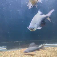 پنکوسی شکاری باله بلند.پیرانا پاکو