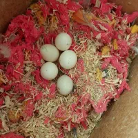 جفت طوطی برزیلی نقابدار آبی خوشرنگ|پرنده|فولادشهر, B8|دیوار