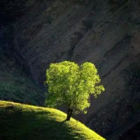 کیف پول گم کردم بنام محمد رحمانیان