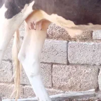 گاو خارجی با گوساله یک ساله برای فروش|حیوانات مزرعه|چمران, |دیوار