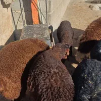 بره ماده چاق