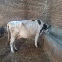 گاوشیری1ماه مونده به زایمان