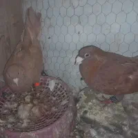 نر و ماده زرد و سرخ کرمونی