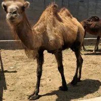 شتر زنده