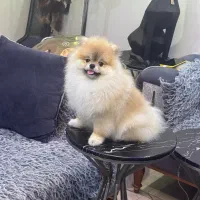 سگ پامرانین اصیل اگهی شخصی