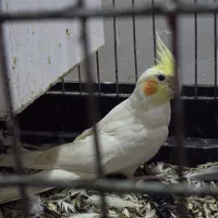 عروس هلندی سخن گو