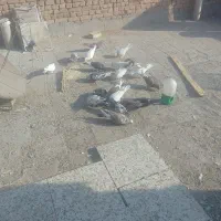 کفتر پرشی|پرنده|یزد, |دیوار