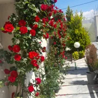 کلیه امور باغبانی با مناسب ترین قیمتها|خدمات باغبانی و درختکاری|کرج, دهقان ویلا|دیوار