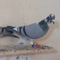 کبوتر پرنده پلاکی مسافتی ۵۰۰