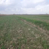 ۳۰۰۰ متر زمین با آب و برق و سند|فروش دفتر صنعتی، کشاورزی، تجاری|رامشه, |دیوار