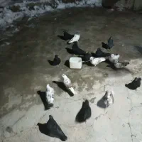 کبوتر پرشی با زاغ