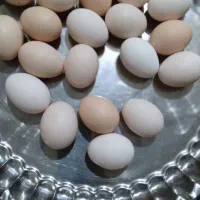 تخم مرغ محلی