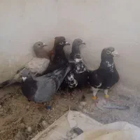 کفتر