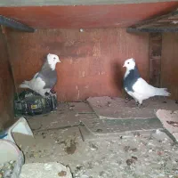 ۲ جفت طوقی سیاه.کاکلی.بدون غلط .