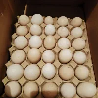 تخم مرغ رسمی نژاد آرین