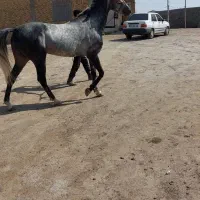 اسب ترکمن نریون|اسب و تجهیزات اسب‌سواری|اسلام‌شهر, شهرک قائمیه|دیوار