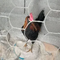 خروس محلی|حیوانات مزرعه|جم, |دیوار