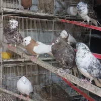 تعدادی کفتر درجه یک|پرنده|تهران, بیسیم|دیوار