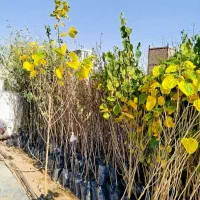 ارقام.نهال گلدانی میوه/زینتی/ ۲ساله‌زرشک وعنابرسید