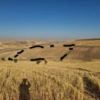 زمین کشاورزی دیم توافقی