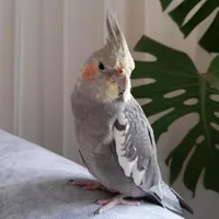 عروس هلندی نر ۷ ماهه|پرنده|ساری, |دیوار