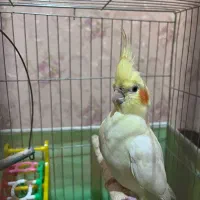 عروس هلندی ماده
