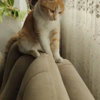 واگذاری گربه