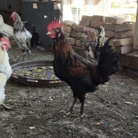 مرغ و خروس محلی نژاد دار