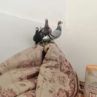 کفتر بی بوب|پرنده|تربت‌حیدریه, طالقانی|دیوار