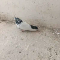 کبوتر|پرنده|لالجین, |دیوار