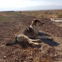 واگذاری سگ نر