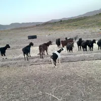 چند عدد بز محلی|حیوانات مزرعه|رفسنجان, |دیوار