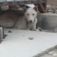 واگذاری توله هاسکی