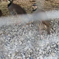 پرنده|پرنده|هندیجان, |دیوار