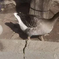 غاز  نر و ماده|حیوانات مزرعه|یاسوج, |دیوار