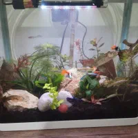 آکواریوم شیشه خم