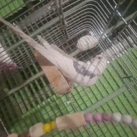 عروس هلندی نر و ماده