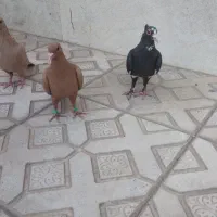 ماده کلاهی پلنک اسطوره با ماده زرد خوش رنگ