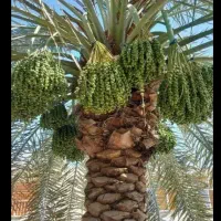 گصاص نخل بریدن نخل