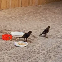 دوعدد سار