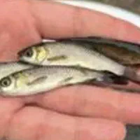 انواع امور وگلدفیش وکوی|ماهی|تهران, آبشار تهران (دریاچه)|دیوار