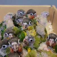 مرکز پرورش و فروش گرینچیک سرلاکی و رام دستی|پرنده|کرمان, |دیوار
